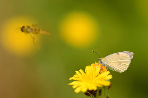 Summer: Single Small White Butterfly ( pierris papae) on top of a blooming common dandelion. On the fore ground a out of focus Hoverfly.