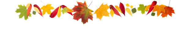 istock Autumn composition. Autumn leaves on white background. Autumn background 1168366407
