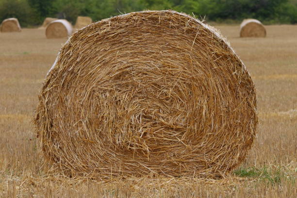 istock Cut and rolled hay bales lay in a field 1168366465