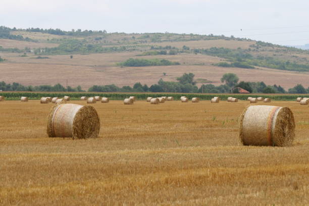 istock Cut and rolled hay bales lay in a field 1168366503