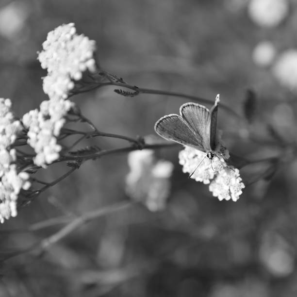 istock Butterfly sitting on flower close up 1168366568