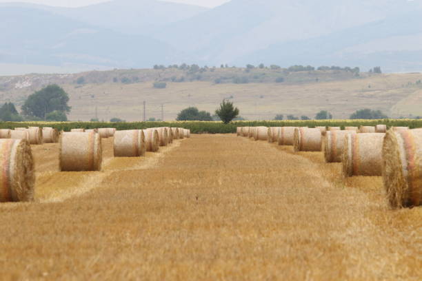 istock Cut and rolled hay bales lay in a field 1168366691