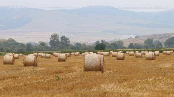 istock Cut and rolled hay bales lay in a field 1168366712