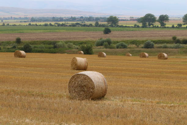 istock Cut and rolled hay bales lay in a field 1168366750