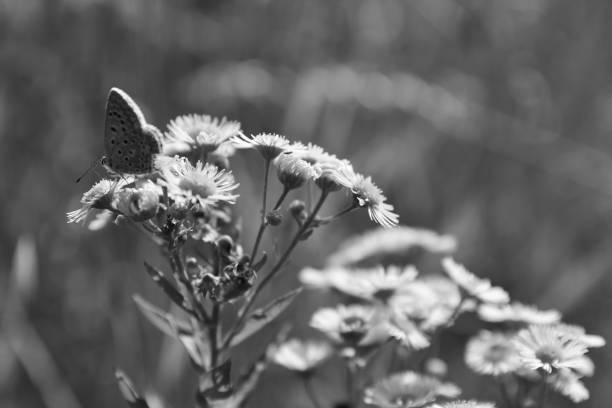 istock Butterfly sitting on flower close up 1168366788