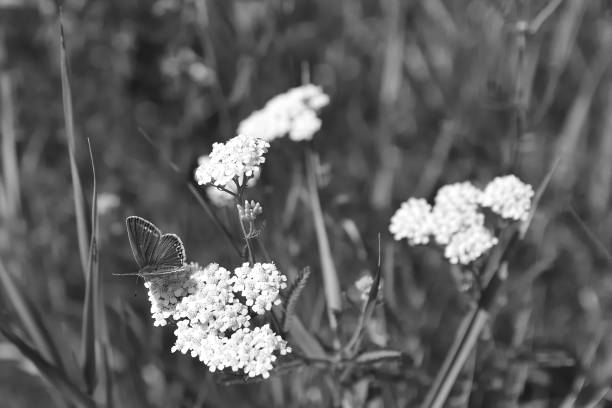 Butterfly sitting on flower close up