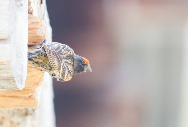 Red-fronted Serin sitting on the wall of old style house