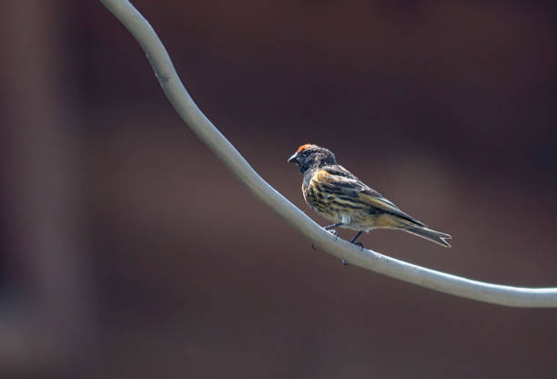 istock Red-fronted Serin sitting on the wall of old style house 1168367765