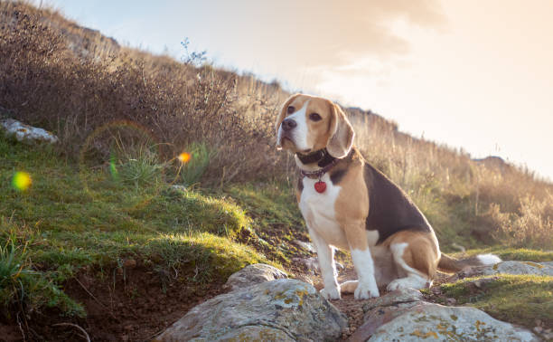 istock Portrait of beagle during beautiful warm summer sunset 1168367813