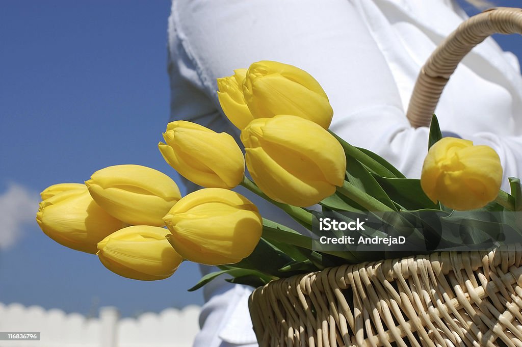 Rapportez tulipes - Photo de Adulte libre de droits