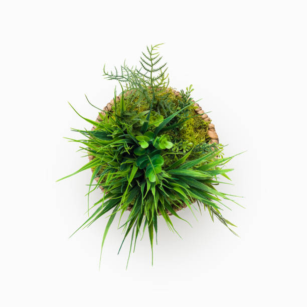 istock Mini artificial grassy plant in pot isolated on white 1168368063