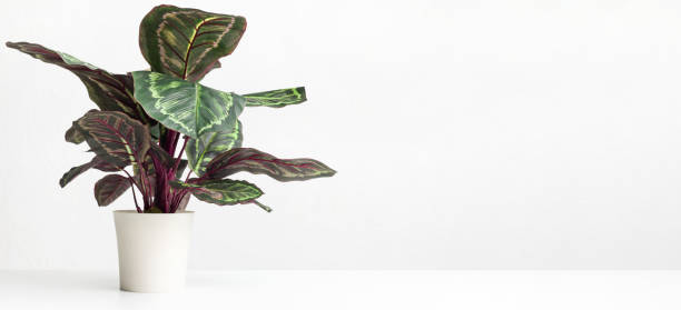 istock Maranta houseplant over white wall, empty space 1168368284