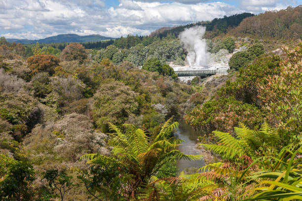 Fern and steam park