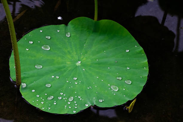 연못 연꽃 잎과 연꽃 씨 - water lily floating on water lotus leaf 뉴스 사진 이미지