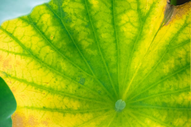 연못 연꽃 잎과 연꽃 씨 - water lily floating on water lotus leaf 뉴스 사진 이미지