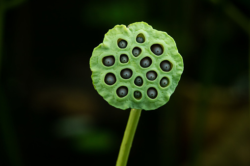 Pond lotus leaf and lotus seed