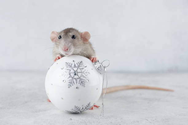 istock Rat with Christmas glass ball decoration 1168369457
