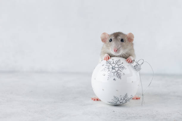 istock Rat with Christmas glass ball decoration 1168369486