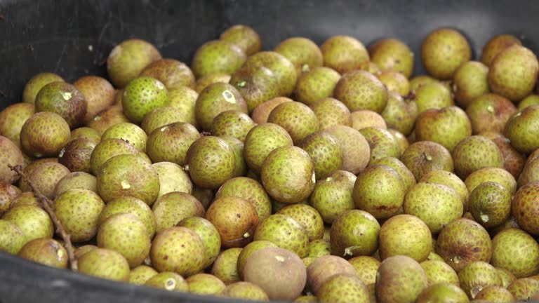 4K Picking Longan fruit
