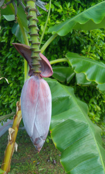 istock Banana flower on a branch with leaves 1168371676