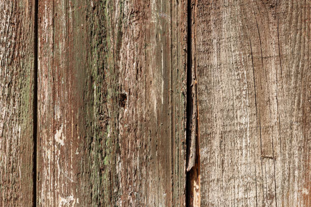 istock Old wood and moss background 1168373063