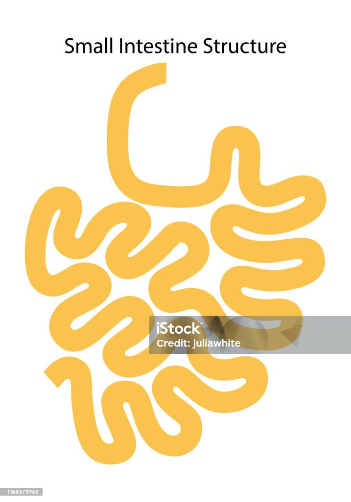 Small Intes Human Internal Organs Small Intestine Structure Ileum Jejunum Duodenum ...