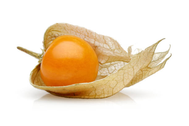 owoce physalis lub wiśnia zimowa wyizolowana na białym - winter cherry zdjęcia i obrazy z banku zdjęć