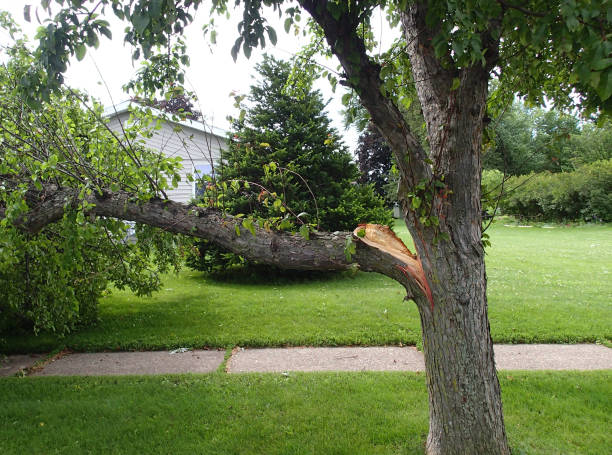 嵐の損傷から壊れた木の手足 ストックフォト