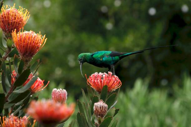 istock Male Malachite Sunbird feeds from Protea 1168375919
