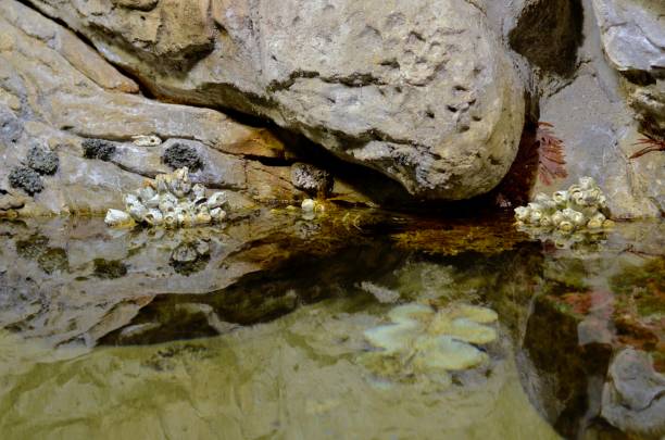 istock Bivalve mollusks on the stones. 1168375934