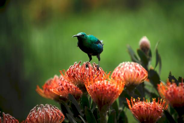 istock Male Malachite Sunbird feeds from Protea 1168377694