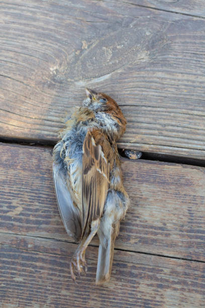istock Sparrow bird dead on outdoor wooden floor 1168378732