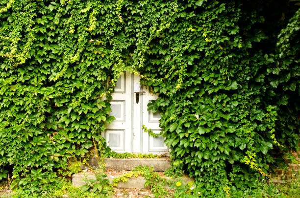 A white door of an empty house, which became overgrown from leafs of wild wine stock photo
