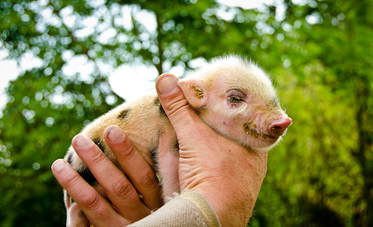 A cute, small, pink  newborn mini pig is held in the hand