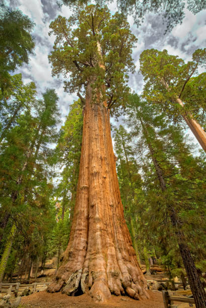 Greatest Tree 270+ General Sherman Sequoia National Park Stock Photos, Pictures ...