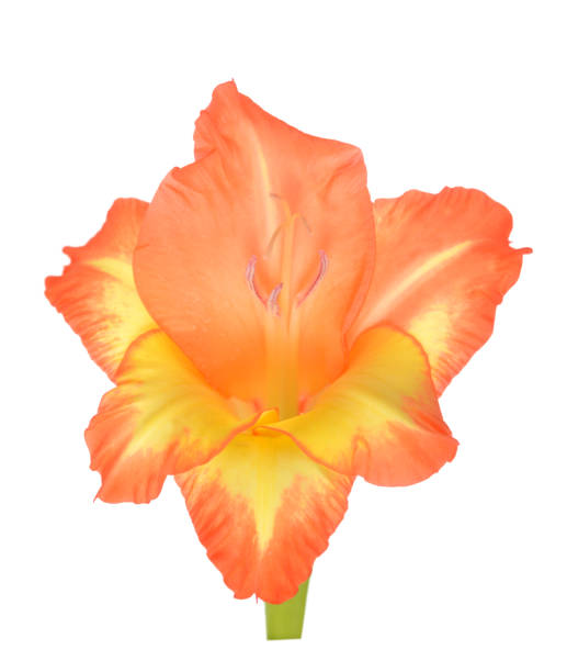 kwiat gladiolus - gladiolus orange flower isolated zdjęcia i obrazy z banku zdjęć