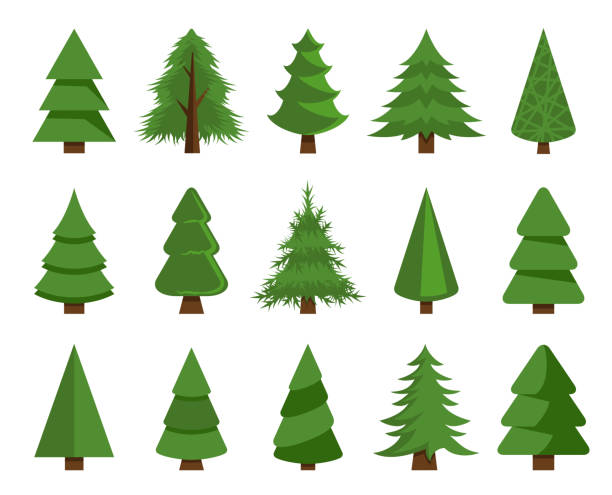 ilustraciones, imágenes clip art, dibujos animados e iconos de stock de ilustración de stock de vectores de árboles de navidad - árbol de hoja perenne