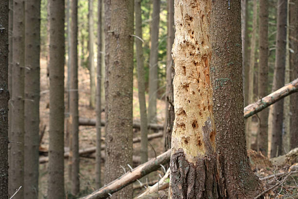 Diseased Tree  long horn beetle stock pictures, royalty-free photos & images