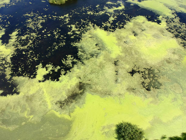 istock Lake in green algae with island, trees and dark water. 1168380912