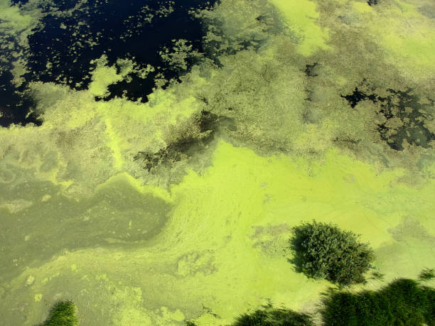 istock Lake in green algae with island, trees and dark water. 1168381000
