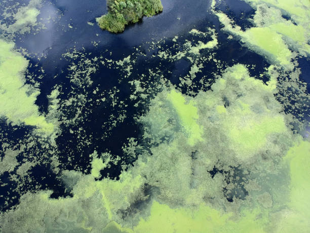 istock Lake in green algae with island, trees and dark water. 1168381123