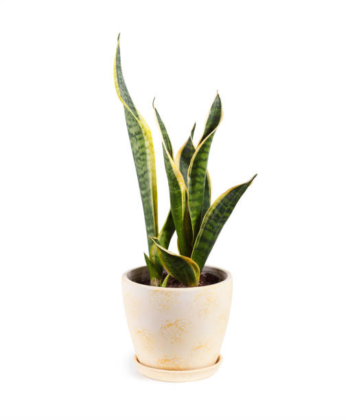 istock Sansevieria trifasciata in a pot isolated on white background 1168381749