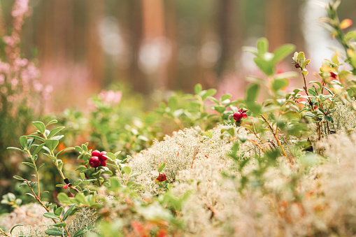 Fresh wild lingonberries growing in a Swedish forest.