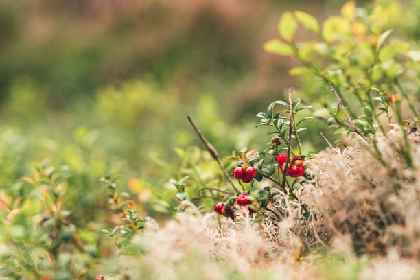 Red northern berries of tundra