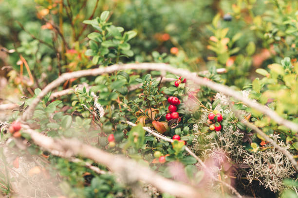 Fresh wild lingonberries growing in a Swedish forest.