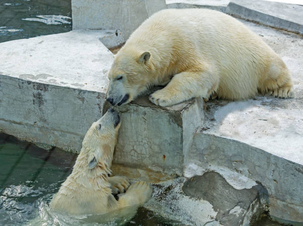 istock Polar bear. The two grown-up cubs. 1168385467