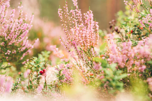 Fresh wild lingonberries growing in a Swedish forest. Surrounded by blooming Heather.