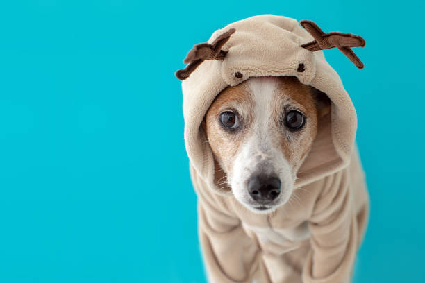 Dog wearing christmas deer costume Close up portrait of funny beautiful dog wearing christmas deer costume, looking on camera, isolated on winter blue background santa claus elf assistance christmas stock pictures, royalty-free photos & images