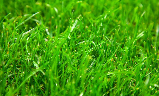 istock Beautiful fresh green grass background closeup 1168387084