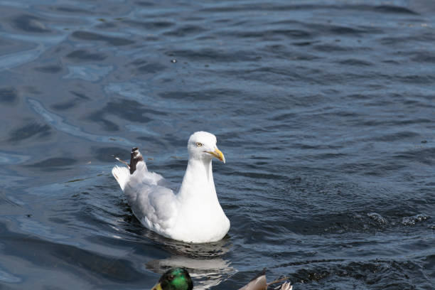 A seagull (or common gull) is swimming peacefully (with open beak), close to a male mallard (drake) duck (partially within the frame) in calm blue water of a lake in a park (in Bergen, Norway) in summer. The image was captured with a fast prime 300mm telephoto lens and a full frame DSLR camera at low ISO resulting in a large clean file. Shallow depth of field. Blurred background.
